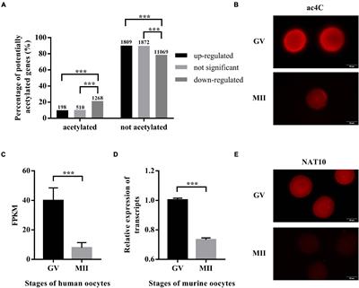 NAT10-Mediated N4-Acetylcytidine of RNA Contributes to Post-transcriptional Regulation of Mouse Oocyte Maturation in vitro